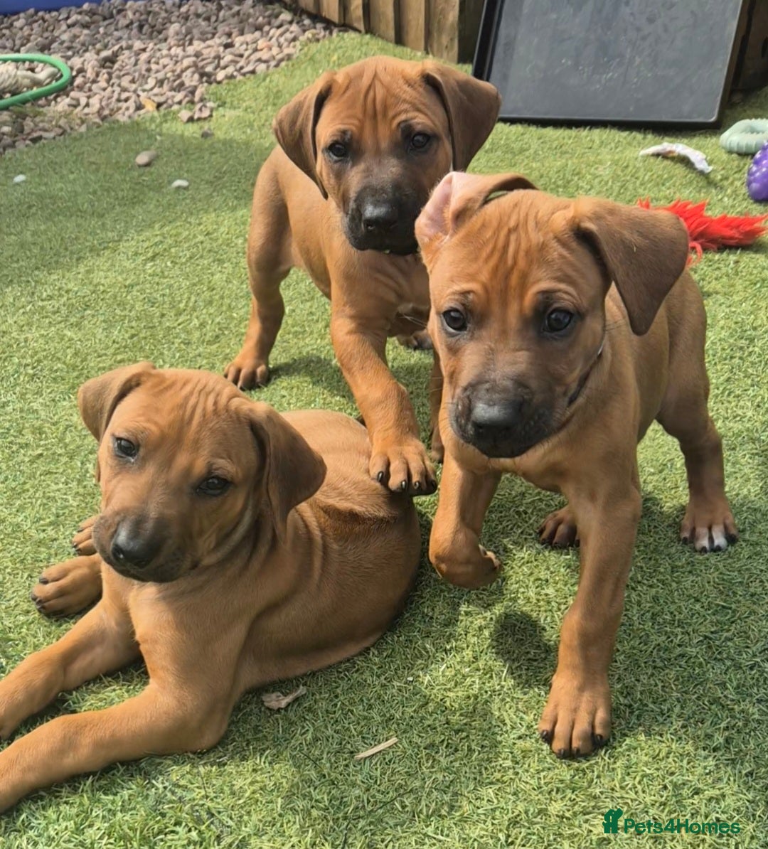 Rhodesian Ridgeback dogs BEAUTIFUL! RHODESIAN RIDGEBACK PUPS! Ready 7th may - Advert 1