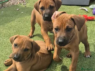 Rhodesian Ridgeback dogs BEAUTIFUL! RHODESIAN RIDGEBACK PUPS! Ready 7th may - Advert 1
