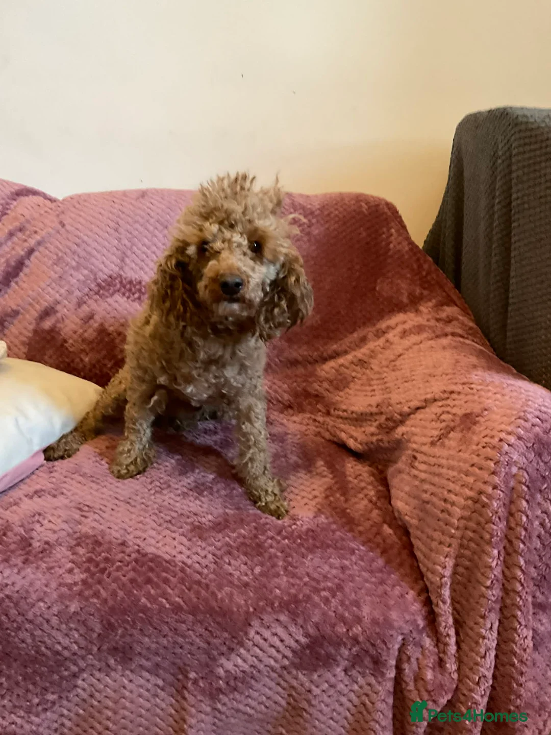 Cockapoo dogs for sale: 8 COCKAPOO PUPPIES 6 GIRLS 2 BOYS READY NOW - Advert 9