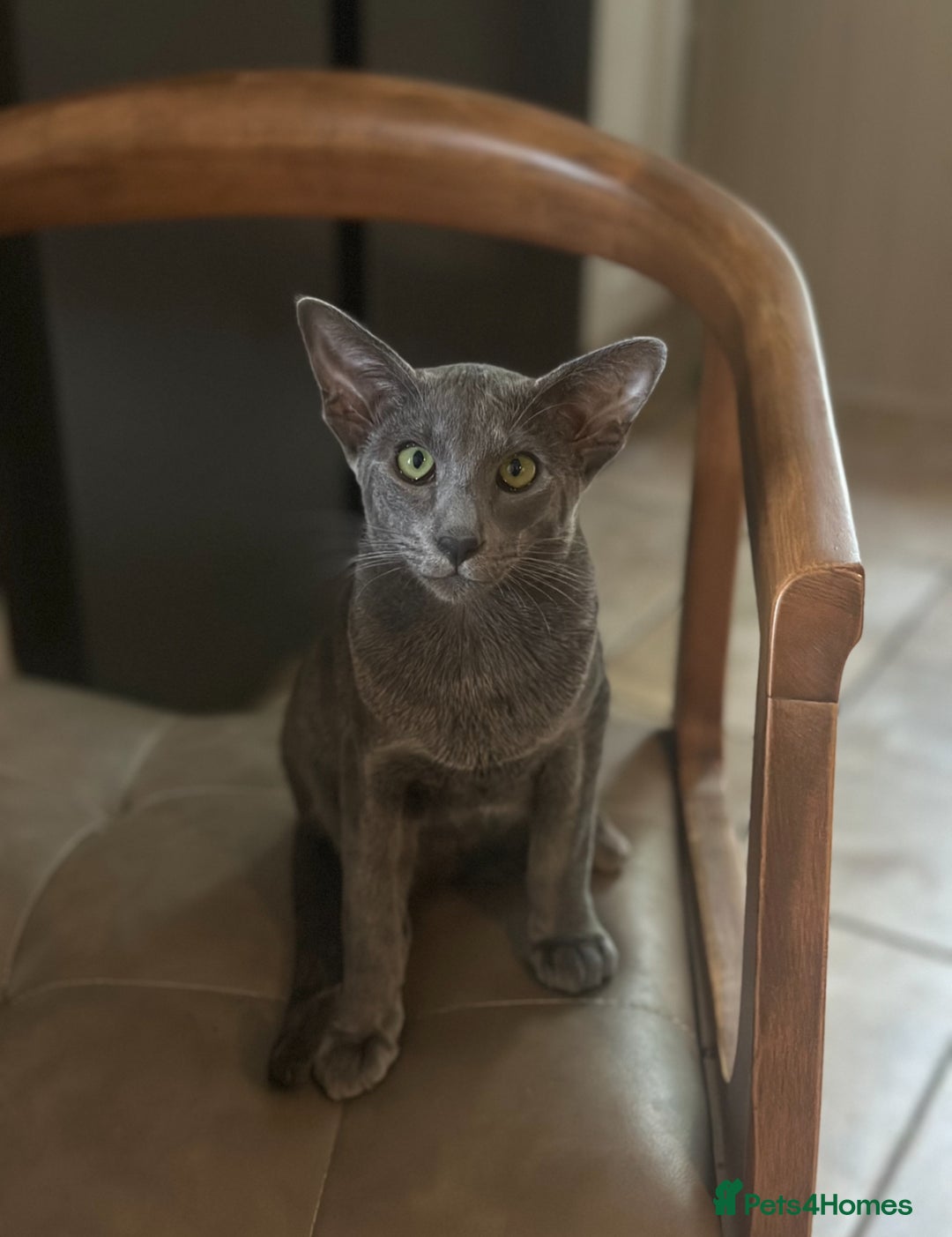 Oriental cats for sale: Beautiful Oriental Blue Boy 11mths old  - Advert 5
