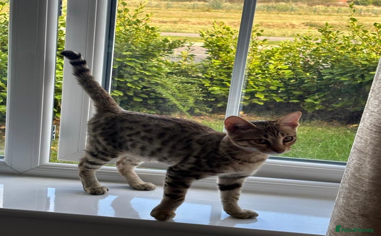 Savannah cats - Advert 3
