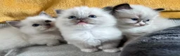 Ragdoll cats for sale: Gorgeous Ragdoll kittens  in Larkhall - Advert 4