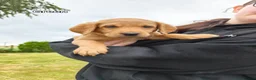 Labrador Retriever dogs for sale: Labrador Puppies  - Advert 6