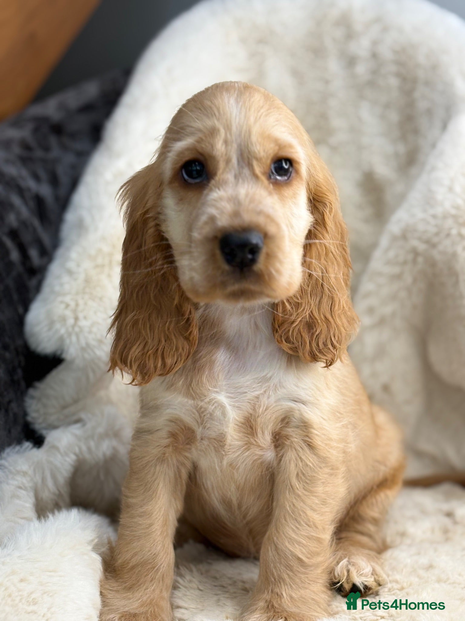 Cocker Spaniel dogs Beautiful show cocker spaniel pups  - Advert 1