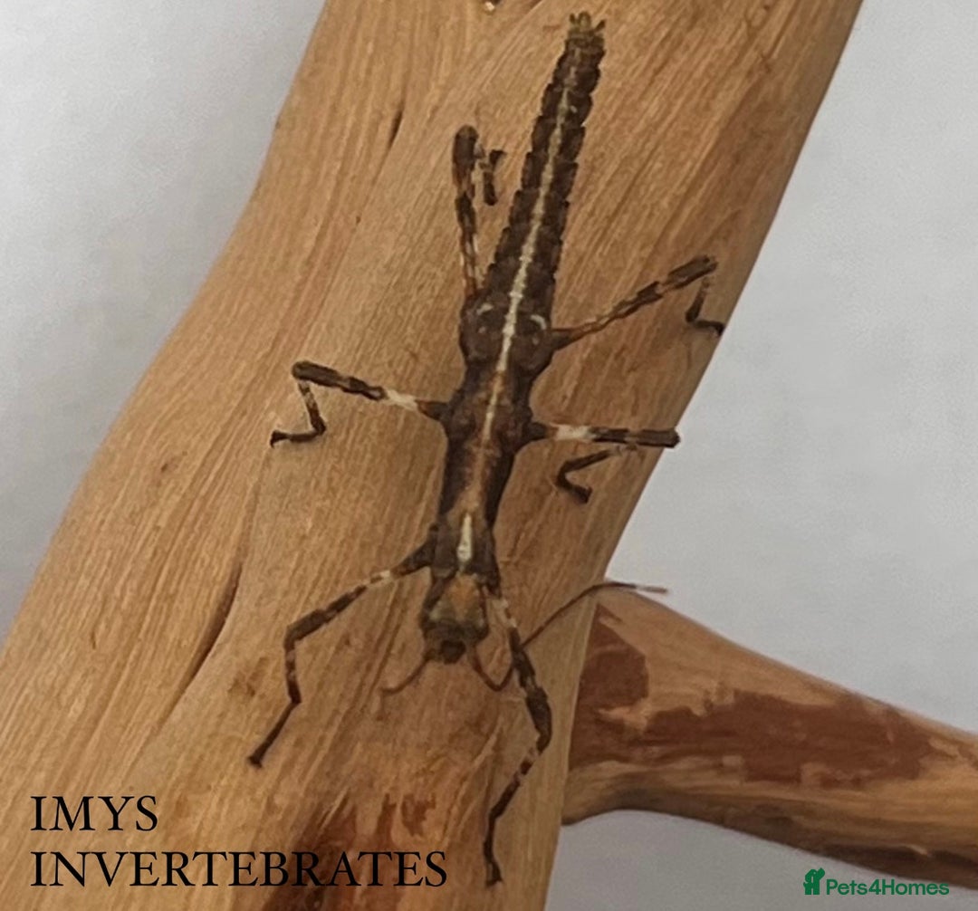 Stick Insects invertebrates for sale: X5 SUNNY STICK INSECTS HAPPY TO SHIP!! - Image 2