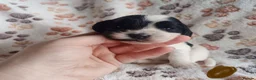 Cocker Spaniel dogs for sale: KC / Health tested Show Type Cocker Spaniels  - Advert 15