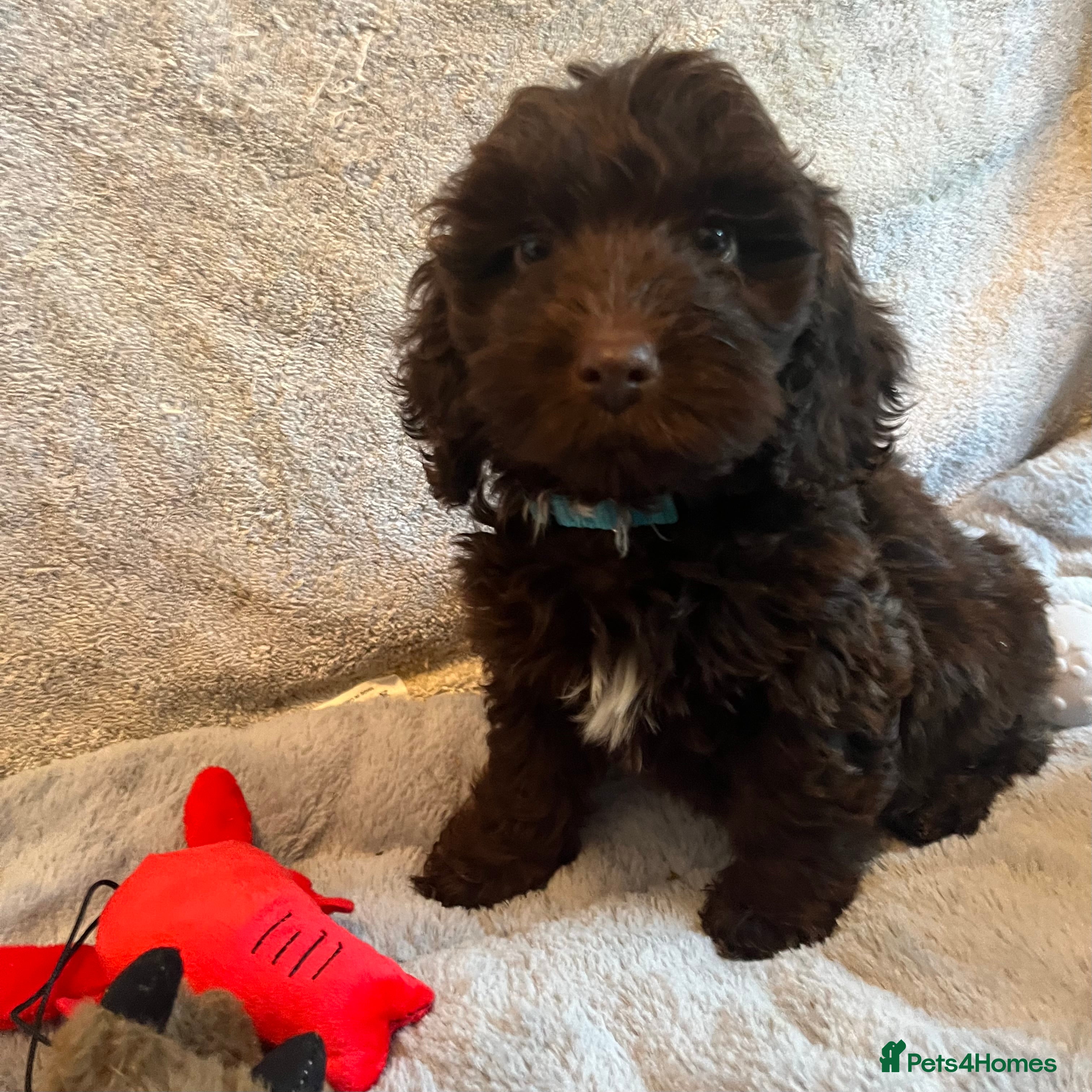 Cockapoo dogs 🩷READY TO LEAVE - Beautiful F1 Cockapoo pups  - Advert 3