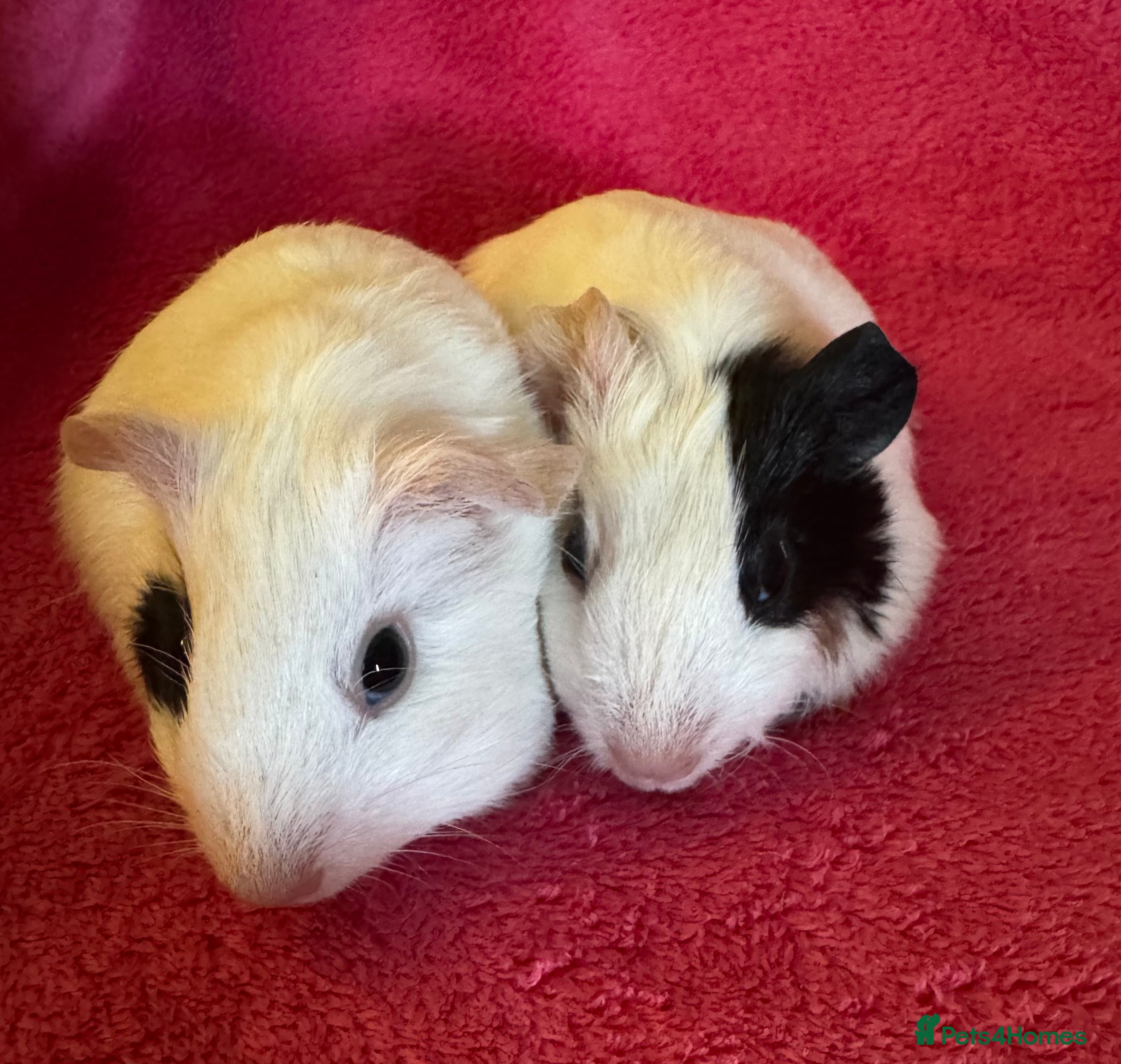 Guinea Pig rodents Female guinea pigs babies /one boar baby  - Advert 16