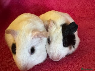 Guinea Pig rodents Female guinea pigs babies - Advert 5