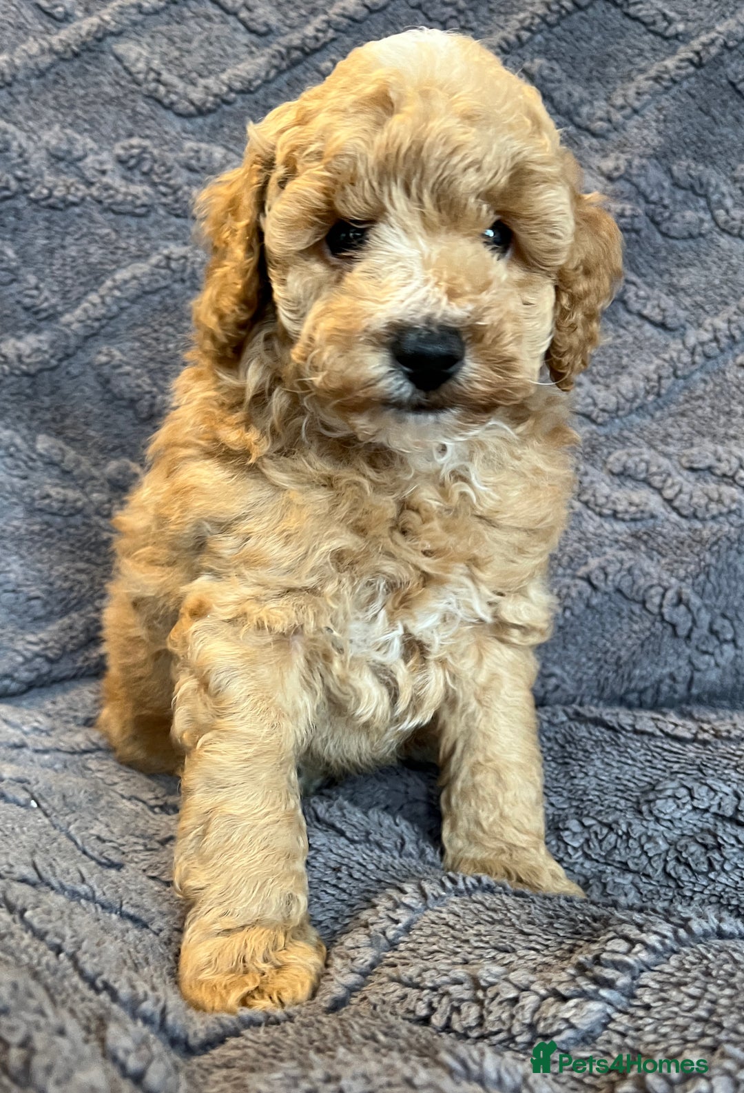 Miniature Poodle dogs for sale: Miniature Poodle Puppies Available.  - Image 5