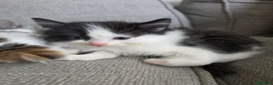 Ragdoll 3