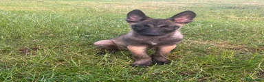Belgian Shepherd Dog 1
