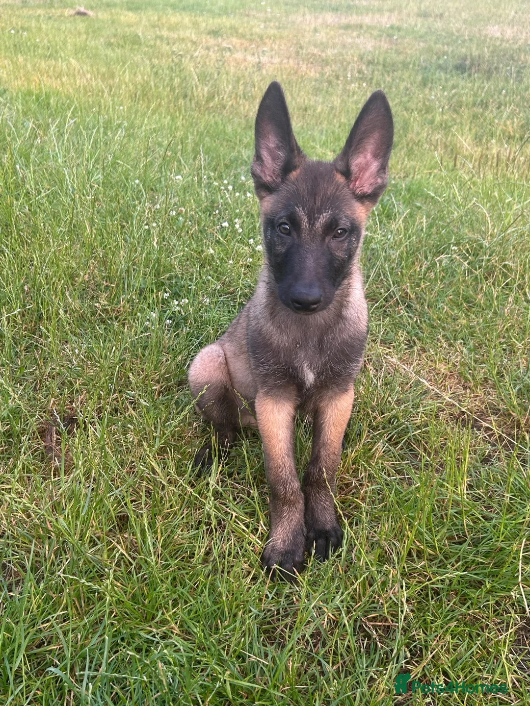 Belgian Shepherd Dog dogs for sale: Belgian malinois - Advert 1
