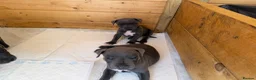 Staffordshire Bull Terrier dogs for sale: Blue staffordshire bull terrier puppies - Advert 8