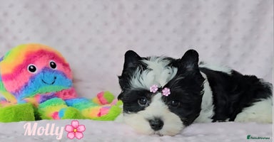 Yorkshire Terrier dogs - Advert 7