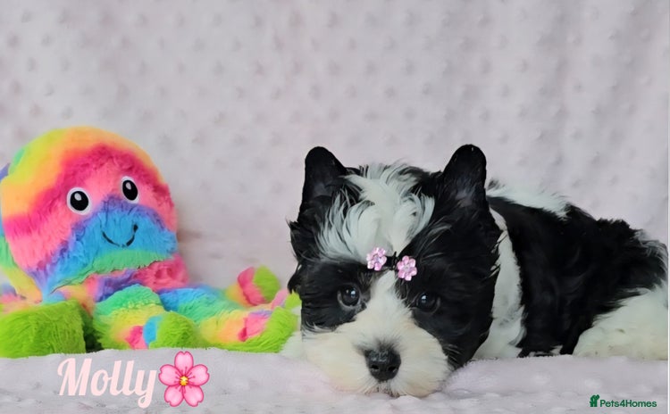 Yorkshire Terrier dogs - Advert 3