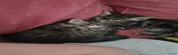 Mixed Breed cats for sale: Kittens for sale  - Advert 8