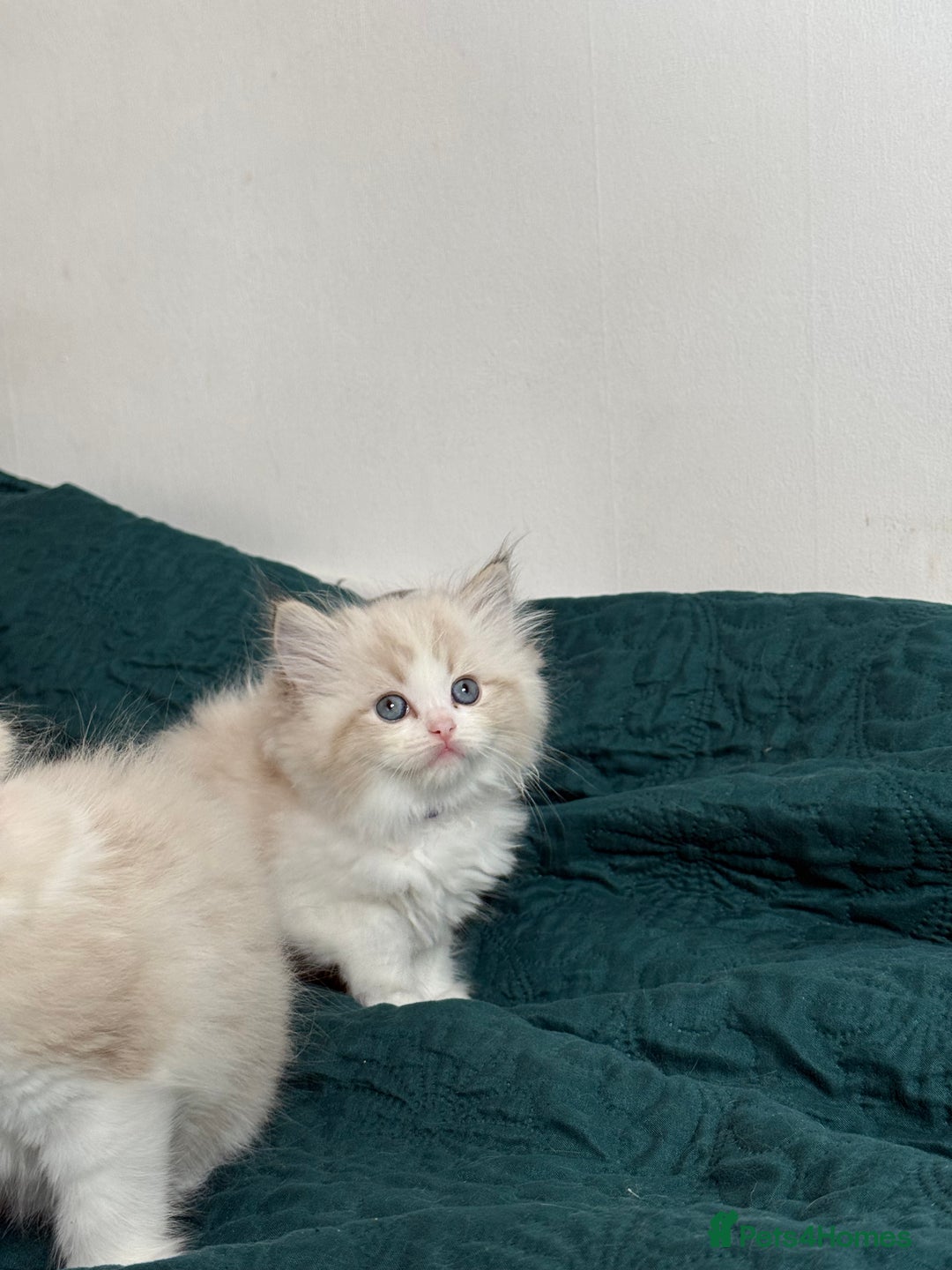 Ragdoll cats for sale: Beautiful Ragdoll kittens TICA - Advert 15