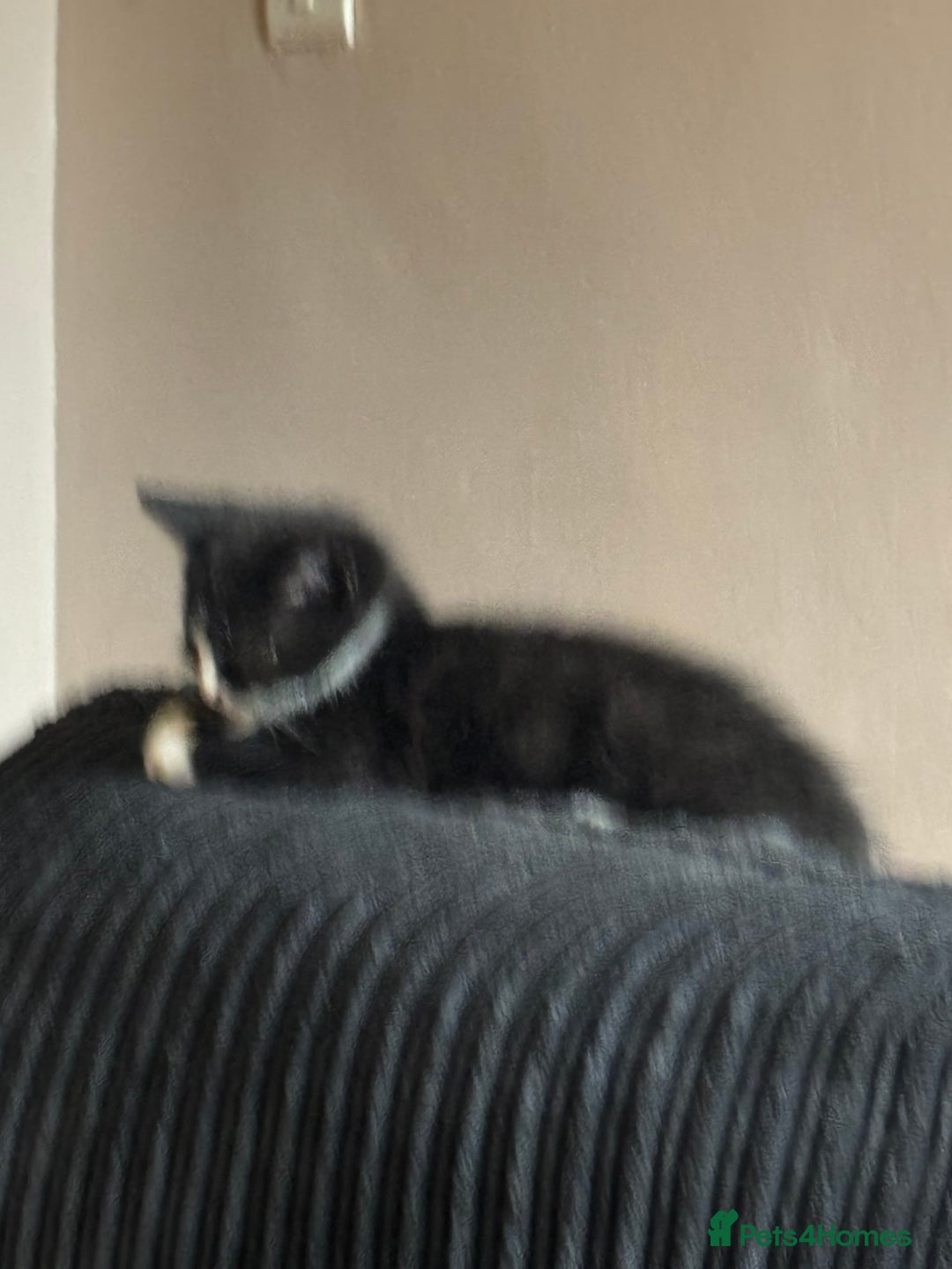 Mixed Breed cats for sale: 8 beautiful kittens mixed colours  - Advert 3