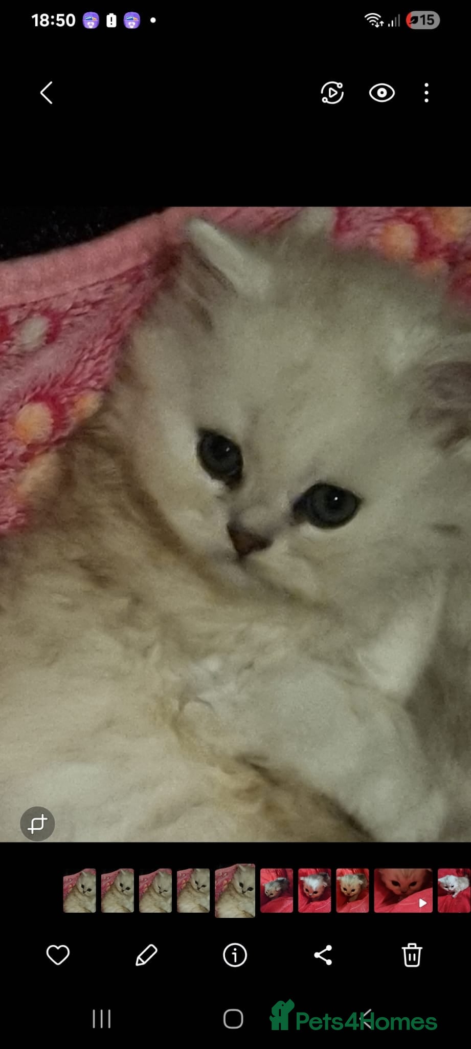 Persian cats Persian chinchilla kittens  - Advert 16