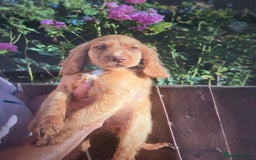 Cocker Spaniel dogs for sale: Cocker spaniel puppy's for sale  - Image 4