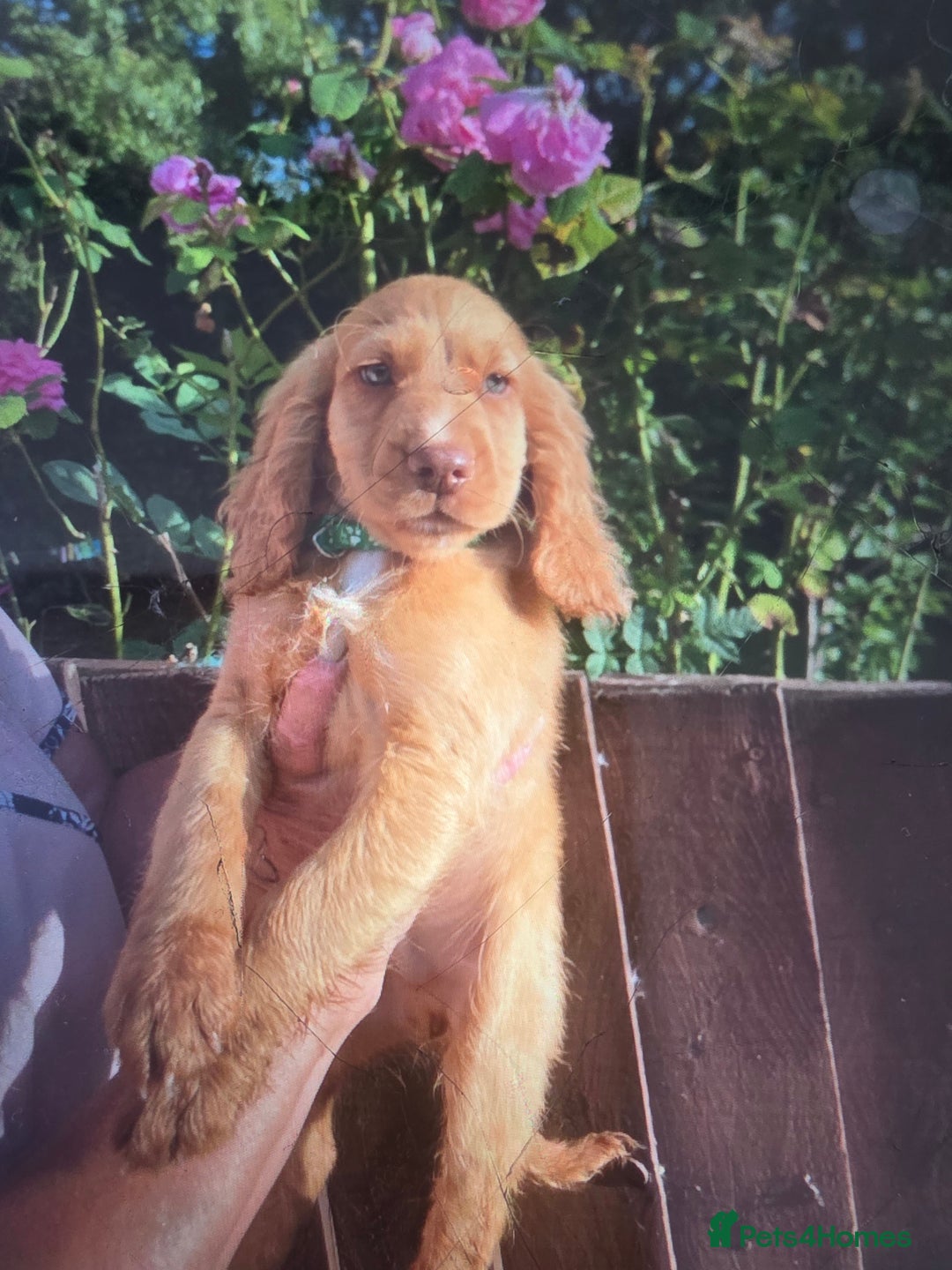 Cocker Spaniel dogs for sale: Cocker spaniel puppy's for sale  - Image 4