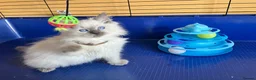 Ragdoll cats for sale: GCCF Ragdoll 🏆Champion Bloodline🌟5-Gen Pedigrees - Advert 13