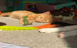 Mixed Breed cats for sale: Male cats  - Image 6