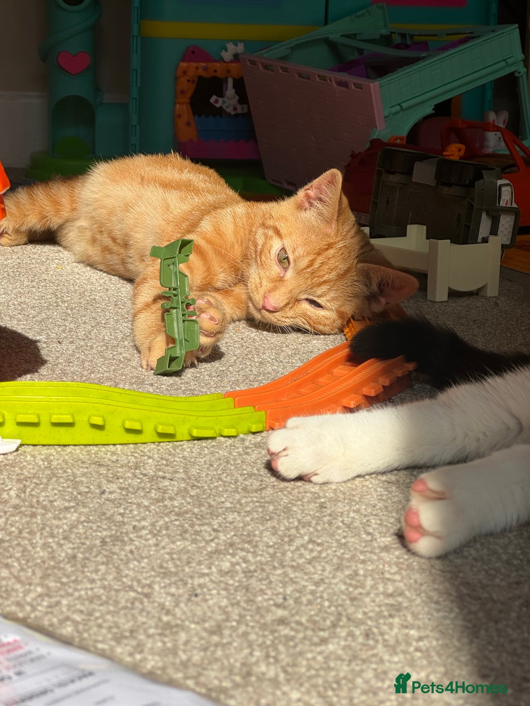 Mixed Breed cats for sale: Male cats  - Image 6