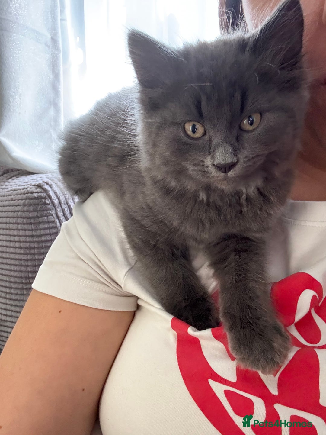 British Shorthair cats for sale: Pale grey female kitten  - Advert 7