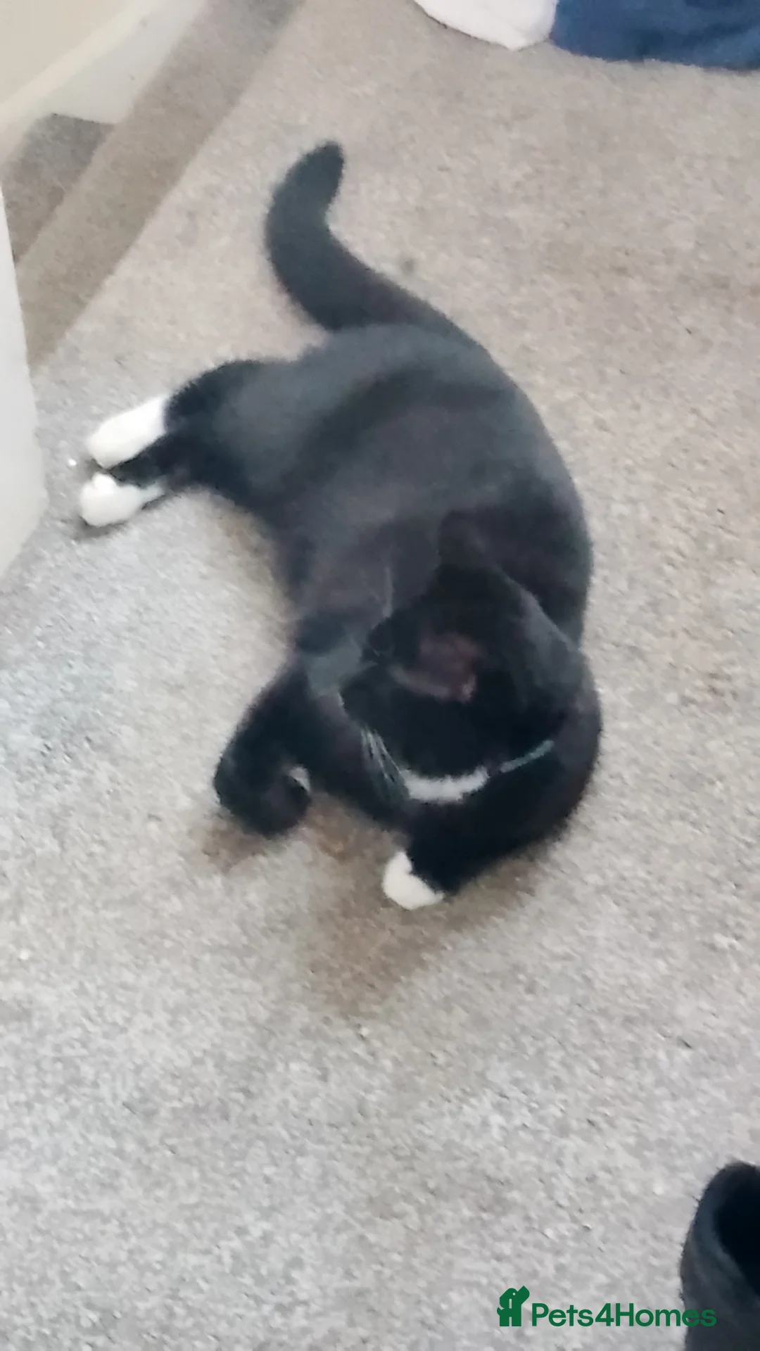 Mixed Breed cats for sale: Cat . in Chesterfield - Advert 2