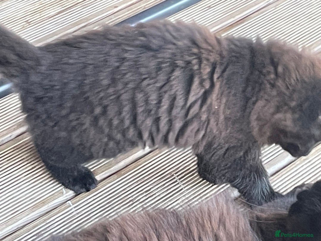 Mixed Breed cats for sale: Ready for forever homes NOW - Image 6
