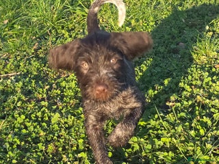 German Wirehaired Pointer dogs One Male German Wirehaired Pointers READY NOW - Advert 6