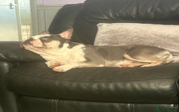 French Bulldog dogs for sale: Husky French bulldog  - Image 2