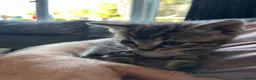 Mixed Breed cats for sale: 6 beautiful playful kittens  - Advert 3