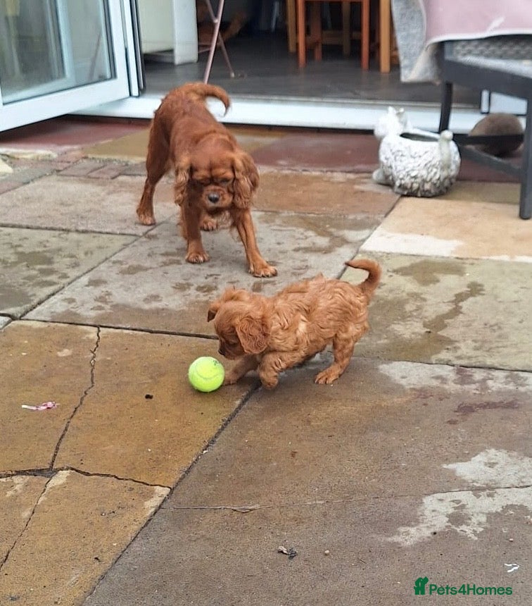 Cavalier King Charles Spaniel dogs Cavalier  1 last red boy  - Advert 1