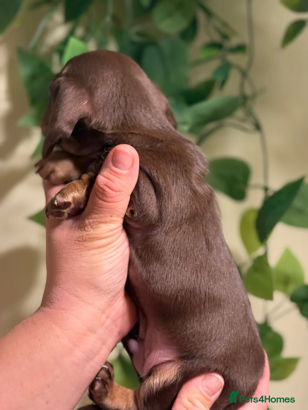Miniature Dachshund dogs for sale: ⚜️Charming Little Puppies ⚜️ - Advert 4