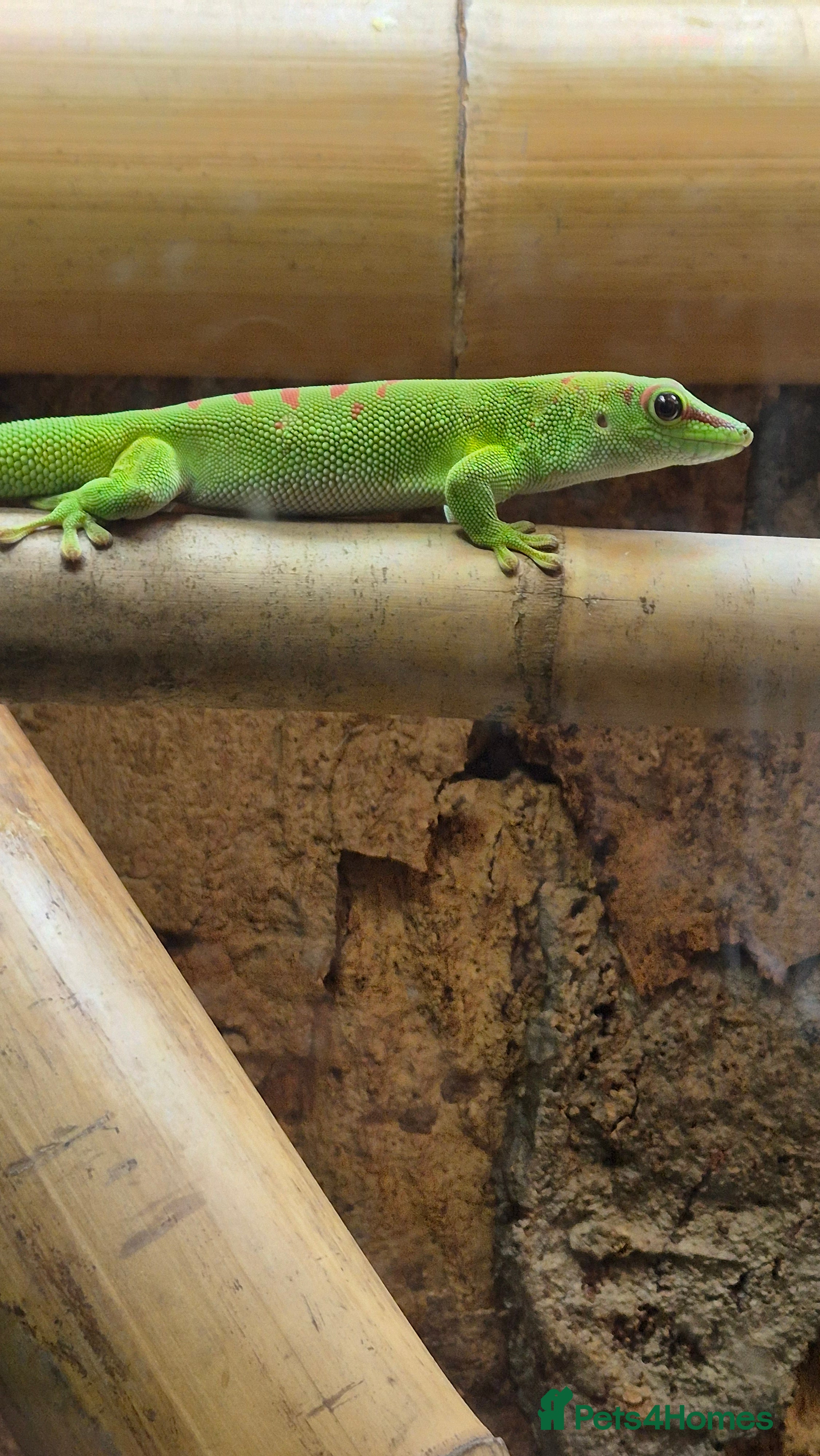 Gecko reptiles Madagascar day gecko - Advert 3
