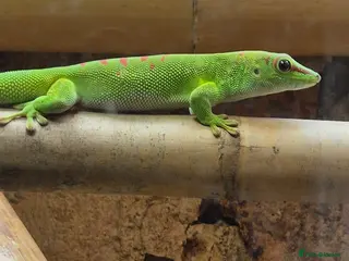 Gecko reptiles Madagascar day gecko - Advert 3