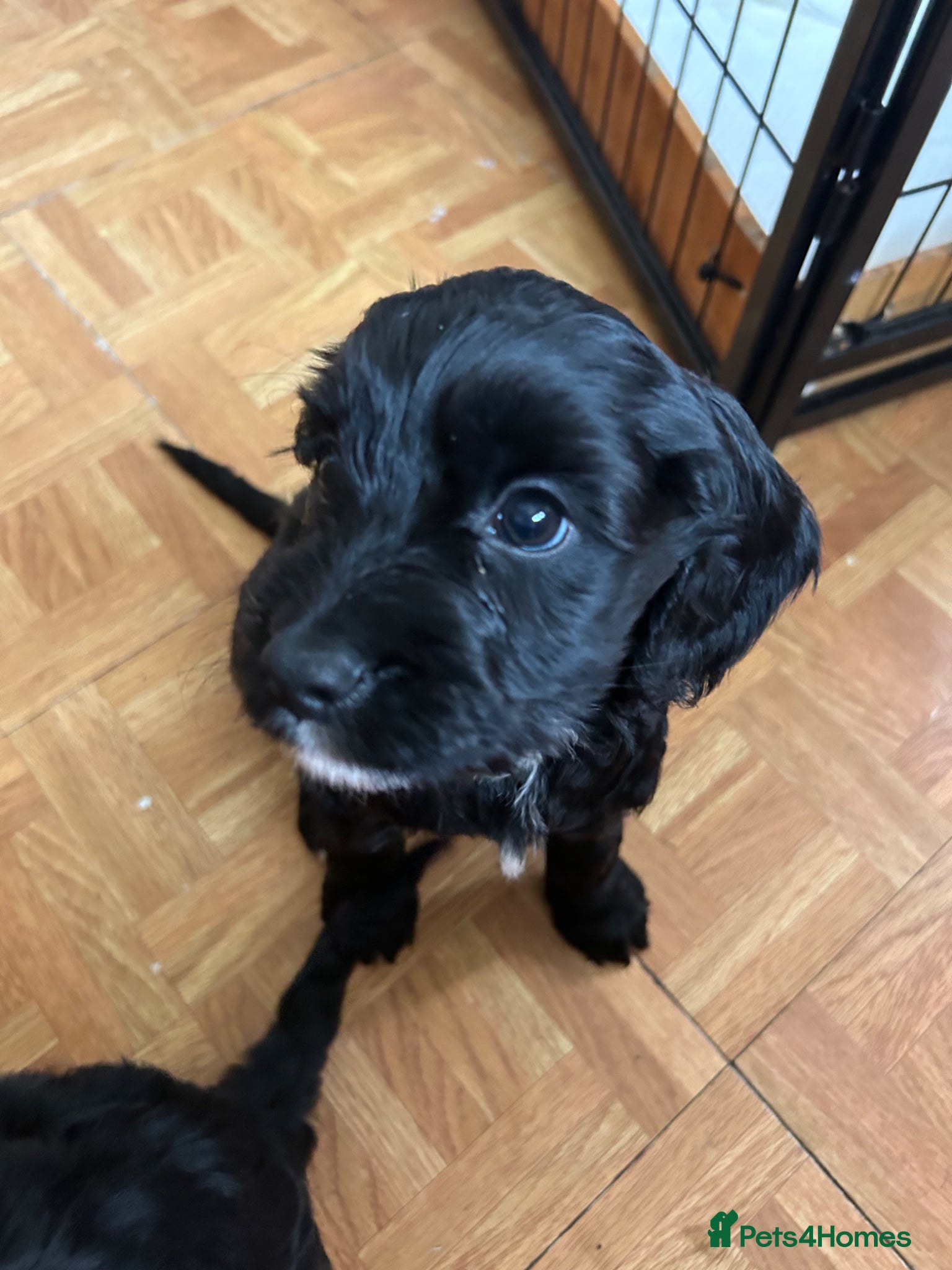 Mixed Breed dogs 4 gorgeous corkiepoo puppies for sale!! - Advert 18