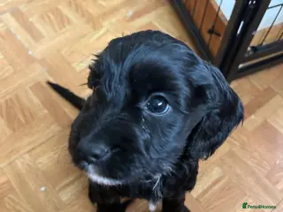 Mixed Breed dogs 4 gorgeous corkiepoo puppies for sale!! - Advert 18