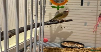 Finches birds - Advert 5