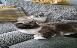 Ragdoll cats for sale: Two ragdoll females  - Image 1