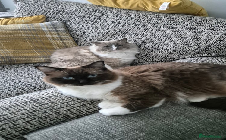 Ragdoll cats - Advert 7