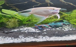 Angelfish fish for sale: White platinum blushing angelfish  - Image 8