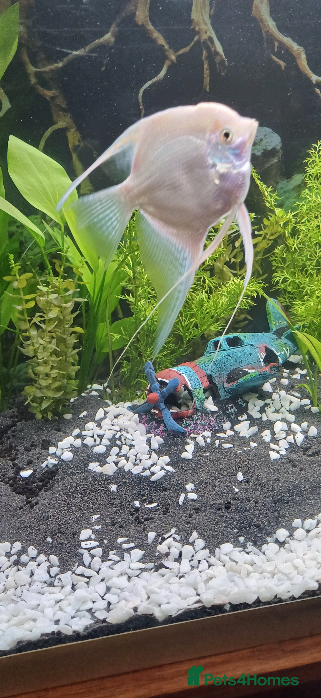 Angelfish fish for sale: White platinum blushing angelfish  - Image 8