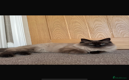 Ragdoll cats for sale: Ragdoll for sale - Image 2