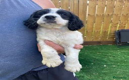 Cocker Spaniel dogs for sale: Working cocker spaniel  - Image 10