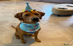 Labrador Retriever dogs for sale: FOX RED LABRADORS OUTSTANDING HEALTH 280 PLUS DNA - Image 13