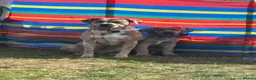 Cane Corso dogs for sale: Cane corso x in Norwich - Advert 12